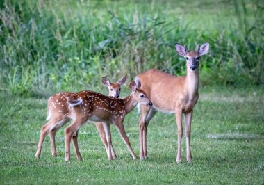 Geyik gecenin karanlığında çayırda besleniyor..