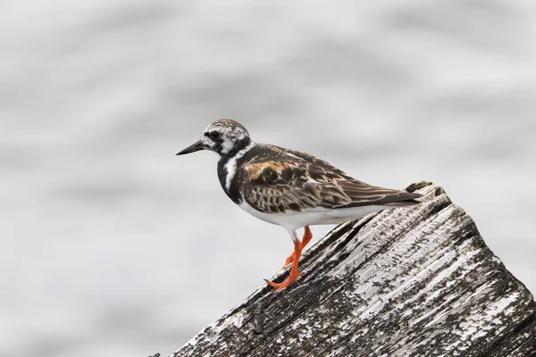 Tourniquet Roux Sur Morceau Bois Flotté Sur Rive — Photo