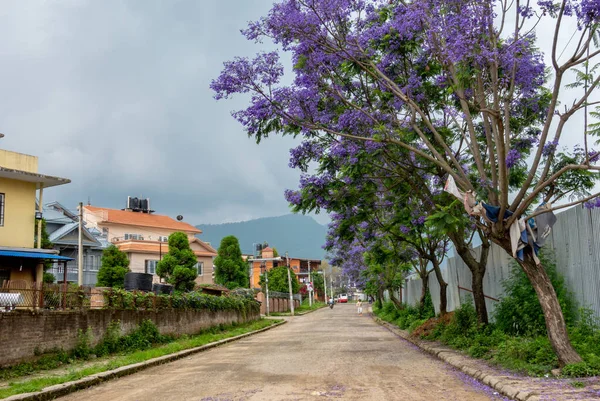 Una Strada Fiancheggiata Dai Bellissimi Alberi Viola Jacaranda Fiore — Foto Stock