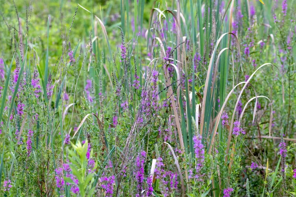 Krásné Pozadí Fialových Květin Kočičích Ocasů Keřů Břehu Jezera Divočině — Stock fotografie