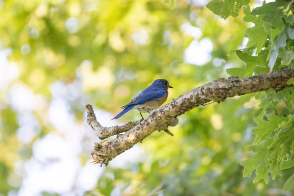 一只蓝鸟坐在一棵树的枯枝上 — 图库照片