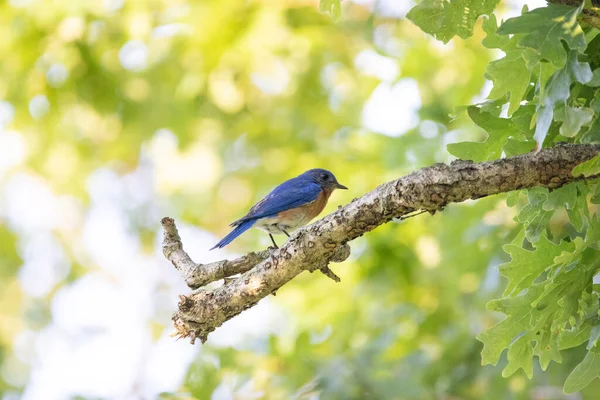 Uccello Azzurro Seduto Ramo Morto Albero — Foto Stock