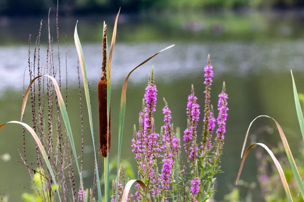 Beau Fond Fleurs Violettes Quenouilles Scirpes Sur Rivage Lac Dans — Photo