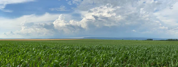 Панорама Поля Кукурузы Летний Сезон — стоковое фото