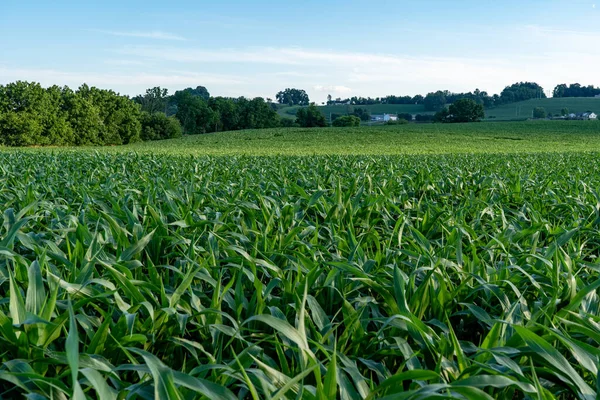 Duże Pole Kukurydzy Farmą Tle Świetle Wieczornego Słońca — Zdjęcie stockowe