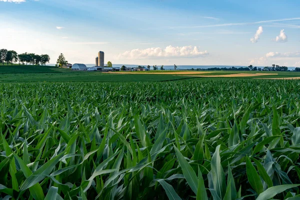 Велике Кукурудзяне Поле Фермою Задньому Плані Світлі Вечірнього Сонця — стокове фото
