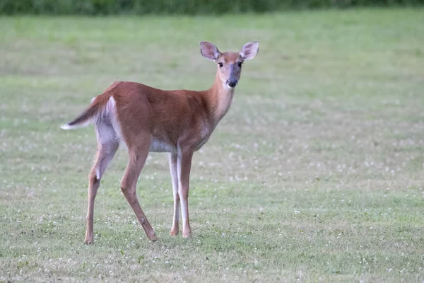 Herten Voeden Zich Een Weiland Donkere Schaduwen Van Avond — Stockfoto