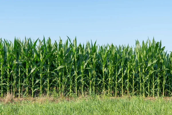 Bujna Zielona Kukurydza Wczesnego Sezonu Letniego — Zdjęcie stockowe