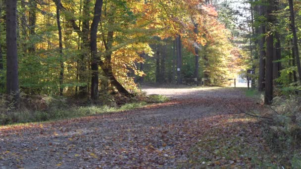 Schoonheid Van Gekleurde Bladeren Vallen Herfst Seizoen Een Zonnige Dag — Stockvideo