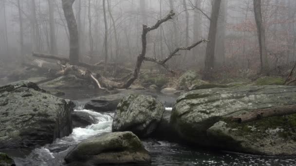 Una Amplia Vista Río Que Fluye Bosque Con Árboles Que — Vídeo de stock