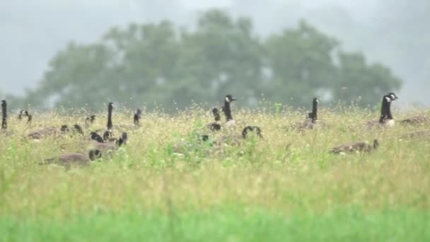 朝の霧の中でフィールドでカナダのガチョウの餌の大規模なガチョウのパニングビュー — ストック動画