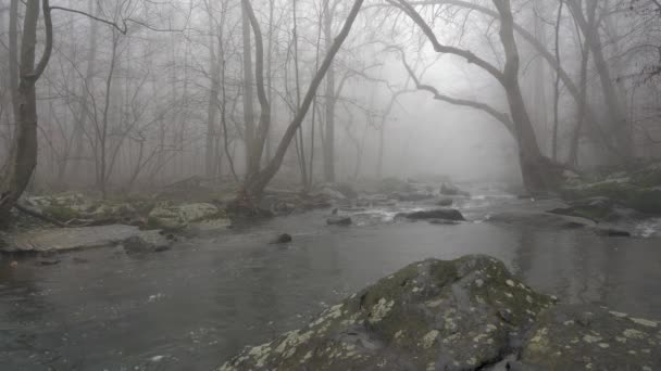 森林中一条流淌的河流 河岸上挂着树木 视野开阔 — 图库视频影像