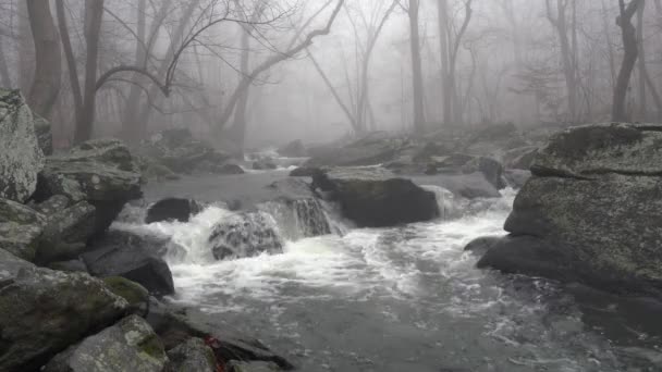 Weite Sicht Auf Einen Fließenden Fluss Wald Mit Bäumen Die — Stockvideo