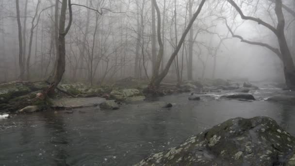 Široký Pohled Tekoucí Řeku Lese Stromy Nad Břehy — Stock video