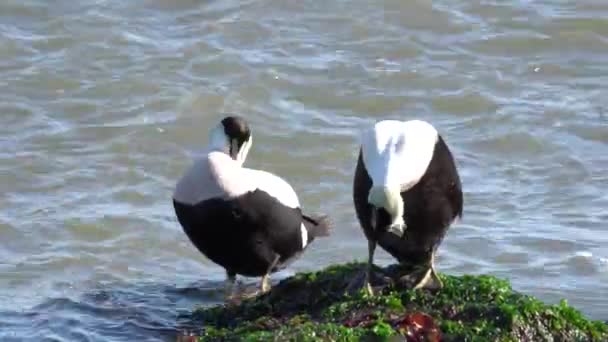 Two Common Eiders Sitting Rock Preening Feathers Rocky Seashore — Stock Video