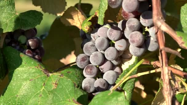 Grappes Raisins Suspendues Aux Vignes Dans Campagne — Video