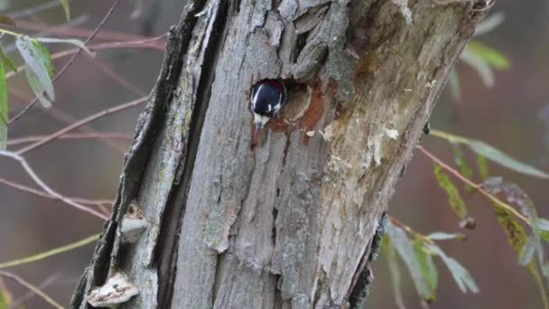 Seekor Burung Pelatuk Berbulu Mengosongkan Sarang Pohon Mati — Stok Video