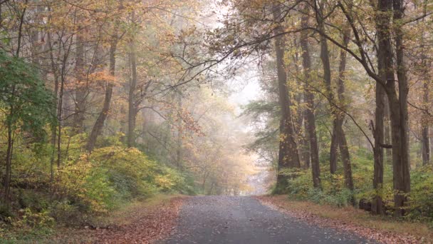 Sonbahar Mevsiminin Güzelliği Sisli Bir Sabahında Ormana Düşen Yaprakların Güzelliği — Stok video
