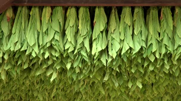 Урожай Табачной Сушки Табачном Сарае Южном Округе Ланкастер Пенсильвания — стоковое видео