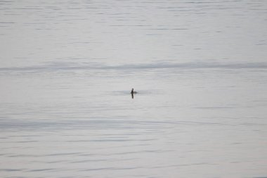 Safe Harbor 'daki Susquehanna Nehri' nde bir komorant..