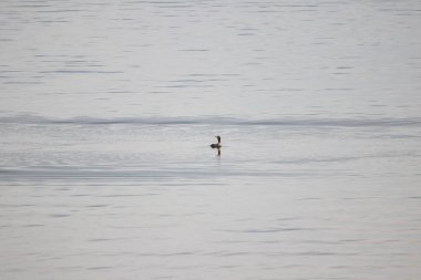 Safe Harbor 'daki Susquehanna Nehri' nde bir komorant..