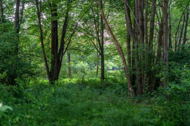 Doğayla çevrili ormanda güzel bir akşam..