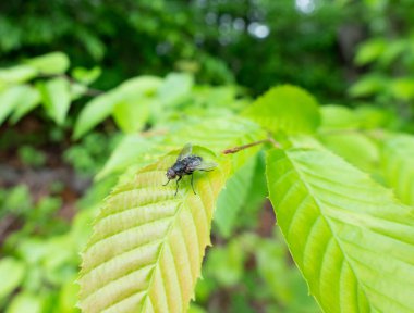 Bir bitkinin yeşil yaprağında oturan sineğin yakın çekimi..