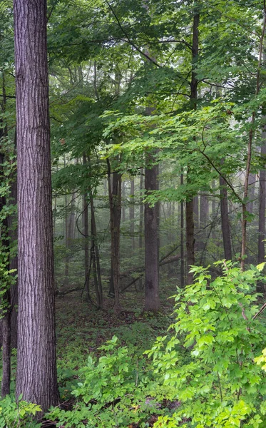 Foggy Morning Green Forest Summer — Stock Photo, Image