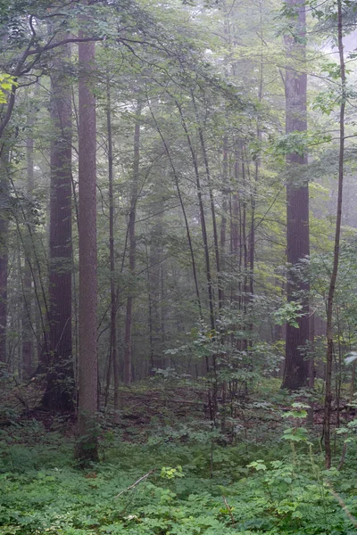 Une Matinée Brumeuse Dans Forêt Verte Été — Photo