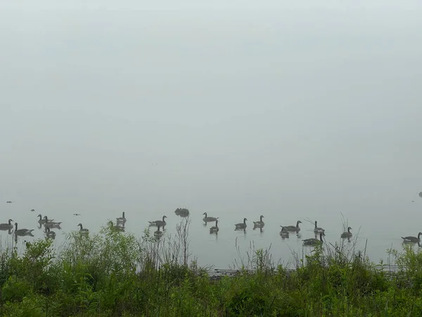 Ein Nebliger Morgen Mit Gänsen Die Auf Einem See Schwimmen — Stockfoto
