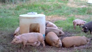 Küçük bir domuz sürüsü otlaktaki otlaktan besleniyor..