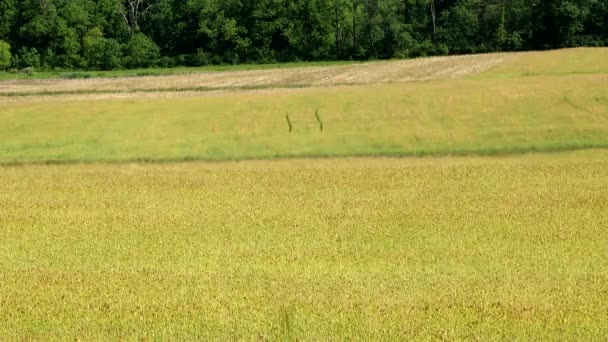 Sıcak Öğleden Sonra Güneşinde Hafif Bir Rüzgarda Buğday Tarlası — Stok video