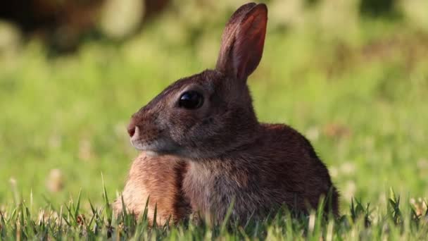 Дикий Кролик Пасущийся Зеленой Траве — стоковое видео