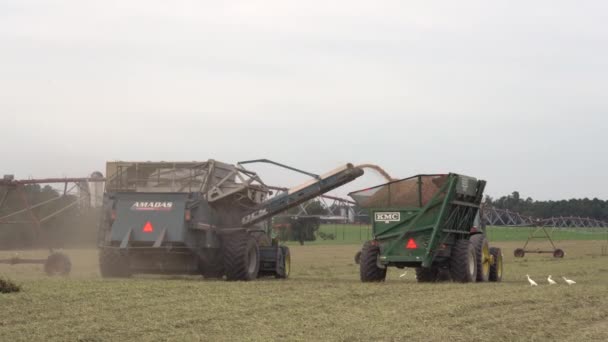 Olar Güney Carolina Eylül 2020 Güney Carolina Büyük Bir Tarlada — Stok video