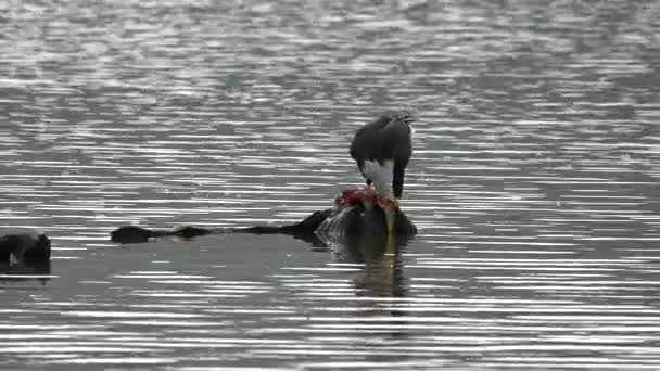 Uma Águia Careca Destruir Peixe Numa Rocha Meio Lago — Vídeo de Stock