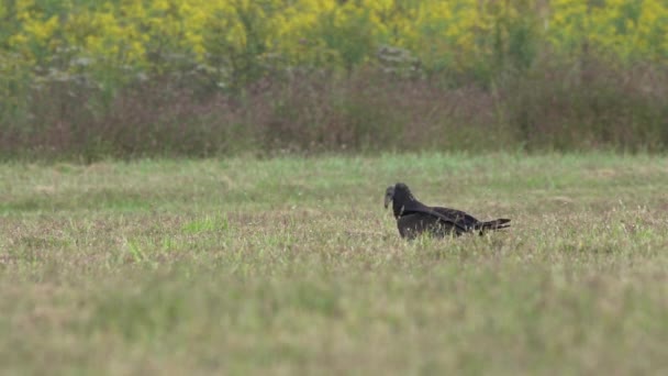 Turkey Buzzards Atau Turkey Vultures Padang Rumput Musim Gugur Middle — Stok Video