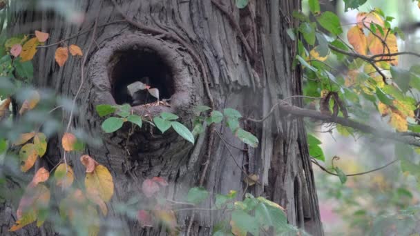 Sebuah Rakun Tidur Sebuah Lubang Pohon Pada Hari Musim Gugur — Stok Video