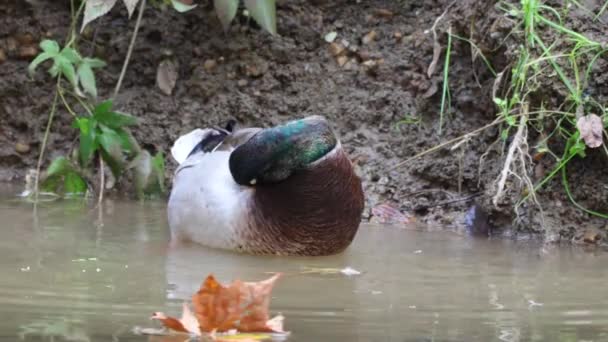 Μια Mallard Drake Θηρεύει Φτερά Της Στο Φως Πρωί — Αρχείο Βίντεο