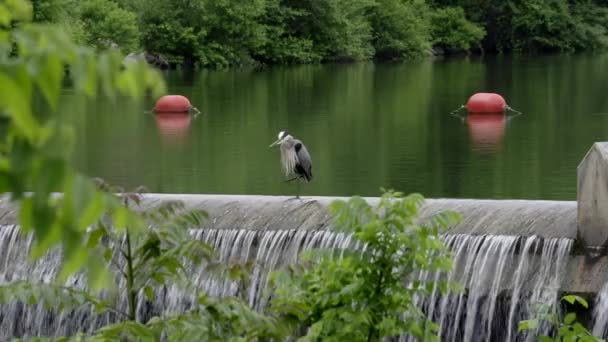 Ein Graureiher Sitzt Auf Einem Damm Und Frisst Seine Federn — Stockvideo