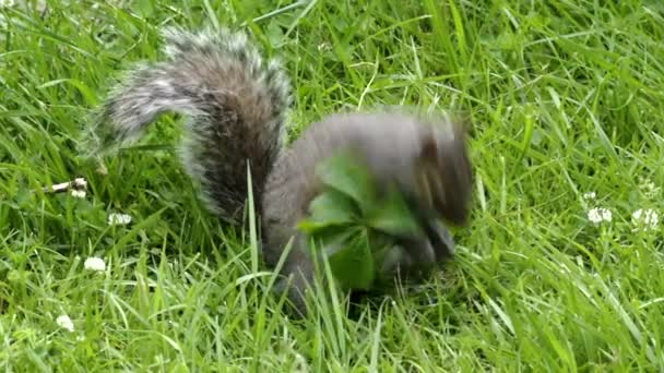 Wiewiórka Jedząca Nasiona Trawy Szukając Więcej — Wideo stockowe