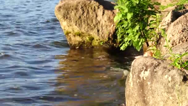 Вода Кружит Скалам Вдоль Берега Озера — стоковое видео