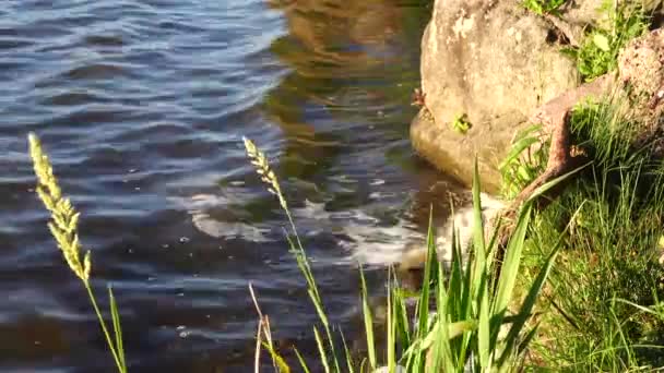 Woda Okrążająca Niektóre Skały Wzdłuż Brzegu Jeziora — Wideo stockowe
