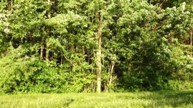 Ormanın kenarındaki ağaçlar rüzgarda esiyor..