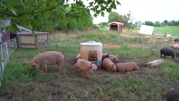 Sekumpulan Babi Berkeliaran Padang Rumput Dan Berkeliaran Sekitar — Stok Video