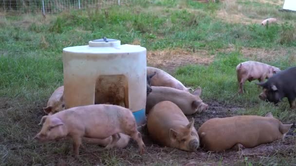 牧场里有几头猪在到处乱跑 朝猪饲料里看去 — 图库视频影像