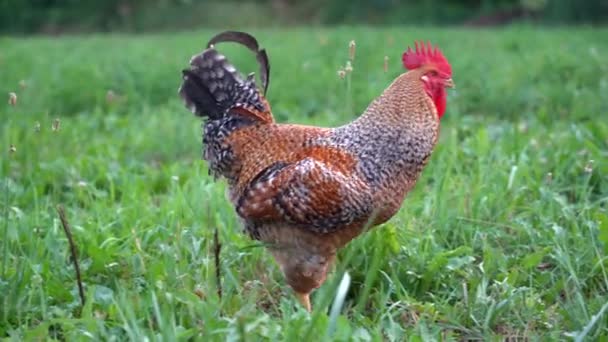 Coq Pavanant Dans Pâturage Ferme — Video