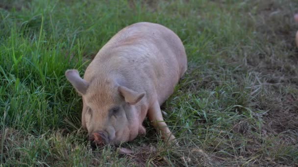 Świnia Relaksująca Się Pastwisku Zakorzeniona Brudzie — Wideo stockowe