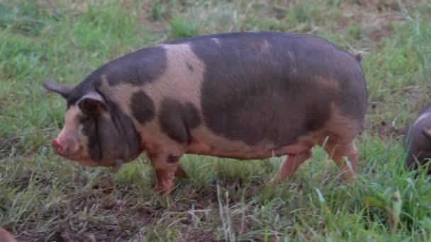 Świnia Błąkająca Się Pastwisku Pośród Innych Świń — Wideo stockowe