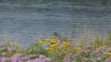 Gölün kıyısında güzel kır çiçekleri 
