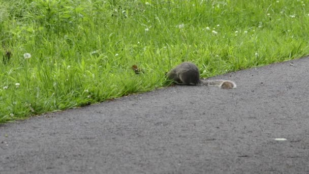 Squirrel Eating Nuts Grass Alongside Road — Stock Video